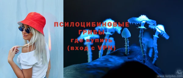 PSILOCYBIN Бородино